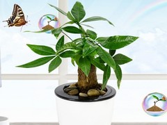 东莞花卉价格