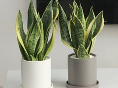 海口滨江鲜花绿植园圃