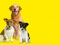 金达血统名犬繁育基地
