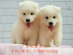 广东退伍兵犬舍