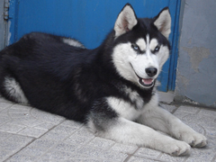 天诚犬业