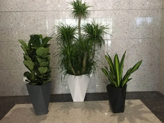 北京綠植花卉租賃租擺