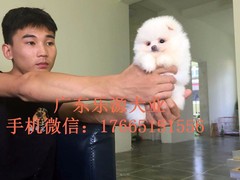 广东退伍兵犬舍