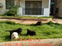 广东退伍兵犬舍