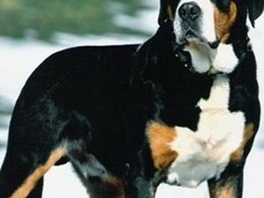 湖州红骨猎浣熊犬
