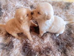 爱宠乐犬舍
