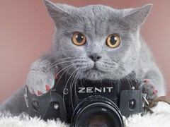 歆瑶猫舍