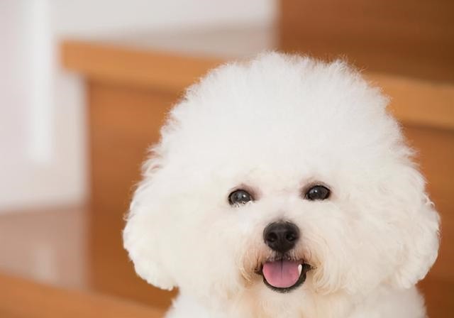 犬舍繁殖基地