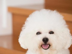 广东旺驰犬舍（cku认证犬舍）