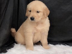 名扬犬业