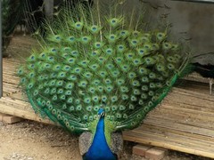 潍坊金龙鱼出售