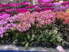 乌鲁木齐干花店