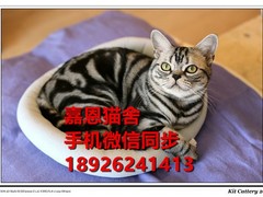 广东嘉恩猫舍