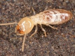 绵阳灭鼠公司