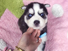 重庆宠物狗养殖