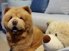 高端名贵犬