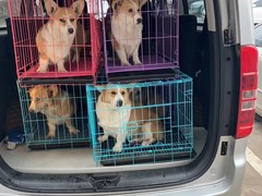 江西萌宠托运公司