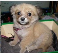 湖州猎水獭犬
