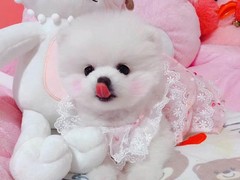爱宠一家