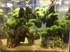 北京鱼缸清洗