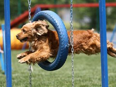 嘉兴训犬学校