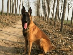 桂林红骨猎浣熊犬
