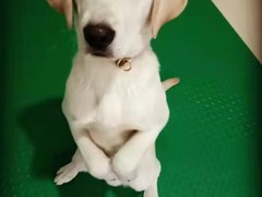 嘉兴训犬学校