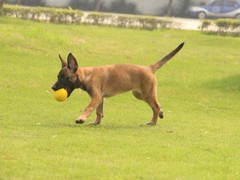 凌宇犬业