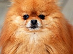 利犬宠物用品