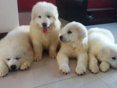 宠之恋犬舍（中山正规犬舍）