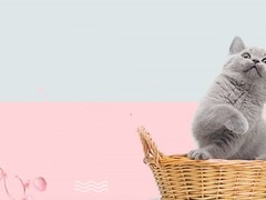 马鞍山英短猫纯种