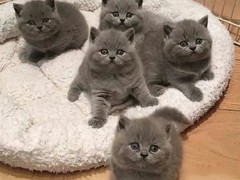 晶滢猫舍