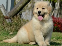 宿迁迷你贝吉格里芬凡丁犬