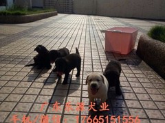 广东退伍兵犬舍