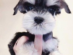 犬舍繁殖基地