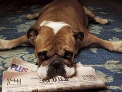 廊坊切萨皮克海湾寻回犬