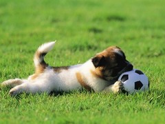 呼和浩特波尔多犬
