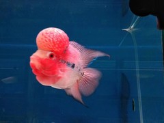 北京鱼缸清洗