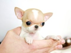 长沙喜喜犬舍