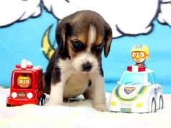 盛诚犬业