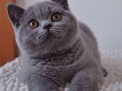 广东嘉恩猫舍