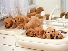 廊坊硬毛指示格里芬犬