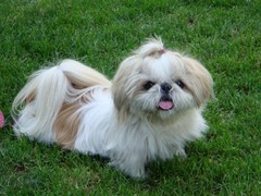 合肥牧羊犬出售