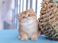 凌菲猫舍