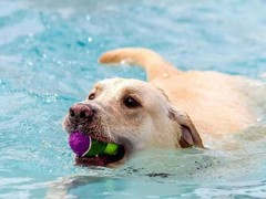 盐城训犬基地