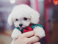 天津西藏猎犬