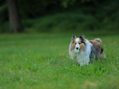 犬舍繁殖基地