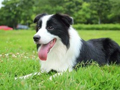 嘉兴训犬学校