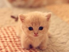 千禧猫舍