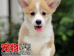 广东宠物养殖